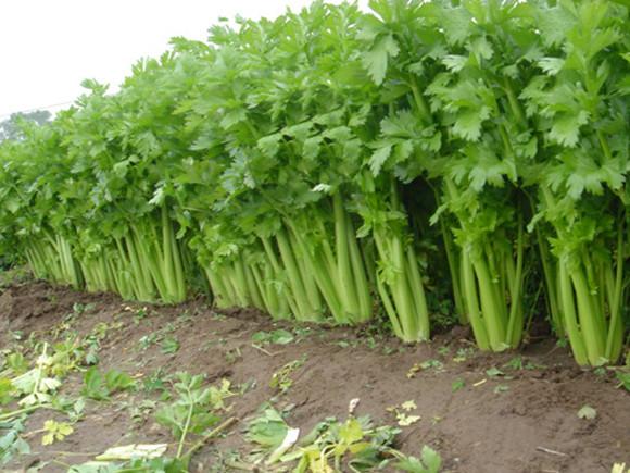 大棚芹菜科學(xué)施肥方法